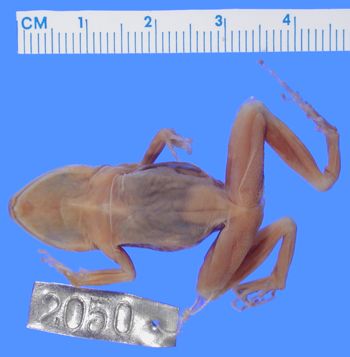 Media type: image; Herpetology A-2050